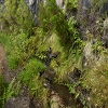Plants: image 71 Of 94 Thumb